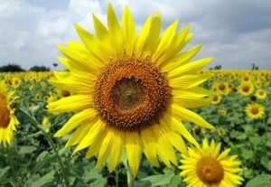 50 Important uses of sunflower leaves