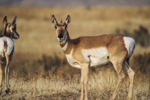 Read more about the article Uses of deer body parts