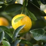 25 Uses of lemons