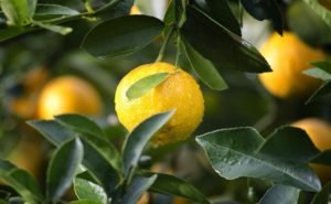 Read more about the article 25 Uses of lemons