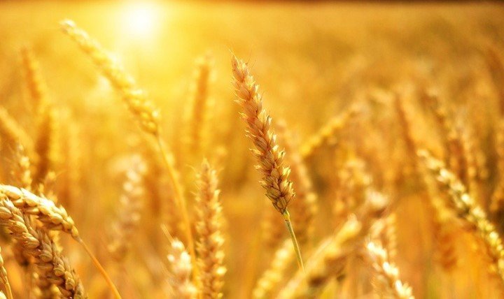 10 uses of wheat