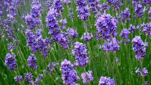 Read more about the article 17 Uses of Lavender