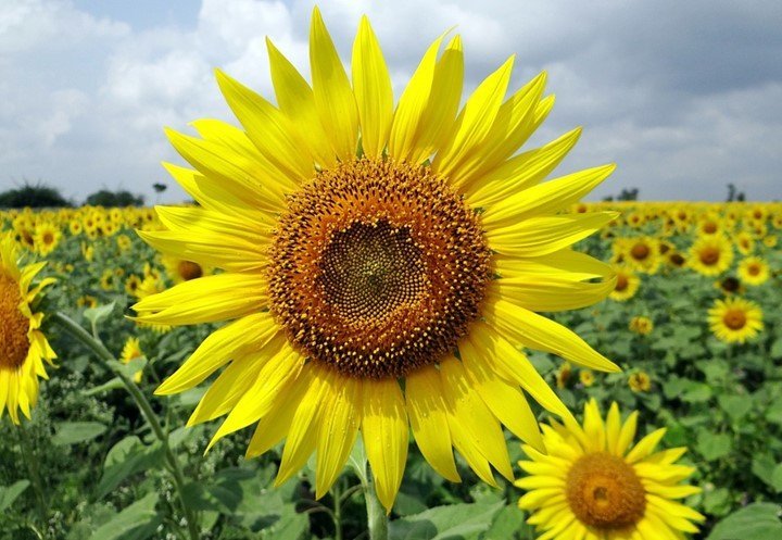You are currently viewing 50 Important uses of sunflower leaves