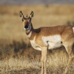 Read more about the article Uses of deer body parts