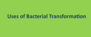 Uses of Bacterial Transformation