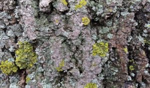 Read more about the article Uses of lichens