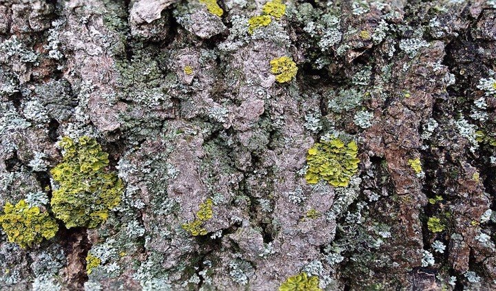 You are currently viewing Uses of lichens