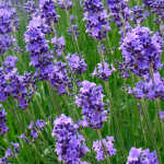 Read more about the article 17 Uses of Lavender