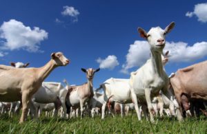 Read more about the article Uses of Goat Milk
