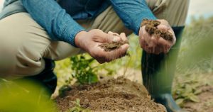 Read more about the article Uses of soil