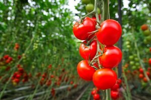 Read more about the article Uses of Tomato