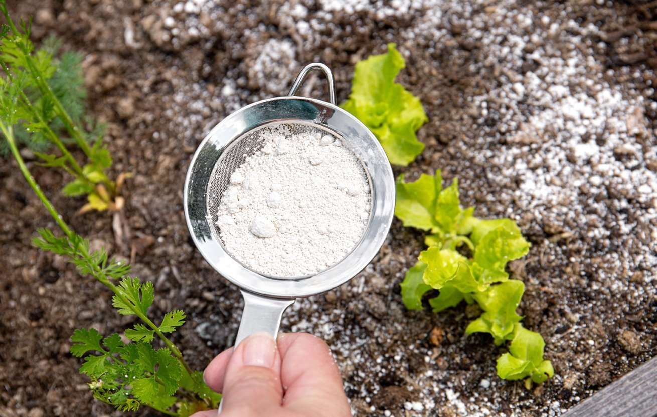You are currently viewing 100 uses of diatomaceous earth