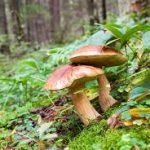 Read more about the article 100 uses of fungi
