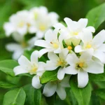 Read more about the article 100 uses of jasmine