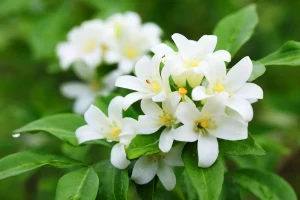 Read more about the article 100 uses of jasmine