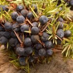 Read more about the article 100 uses of juniper