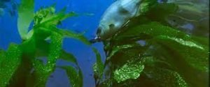 Read more about the article 100 uses of kelp