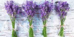 Read more about the article 100 uses of lavender leaves