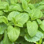 Read more about the article 100 uses of lemon balm