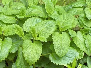 Read more about the article 100 uses of lemon balm