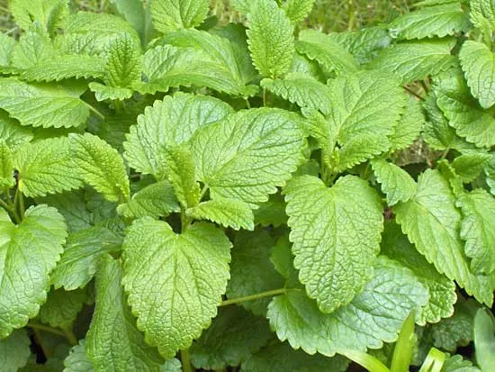 You are currently viewing 100 uses of lemon balm