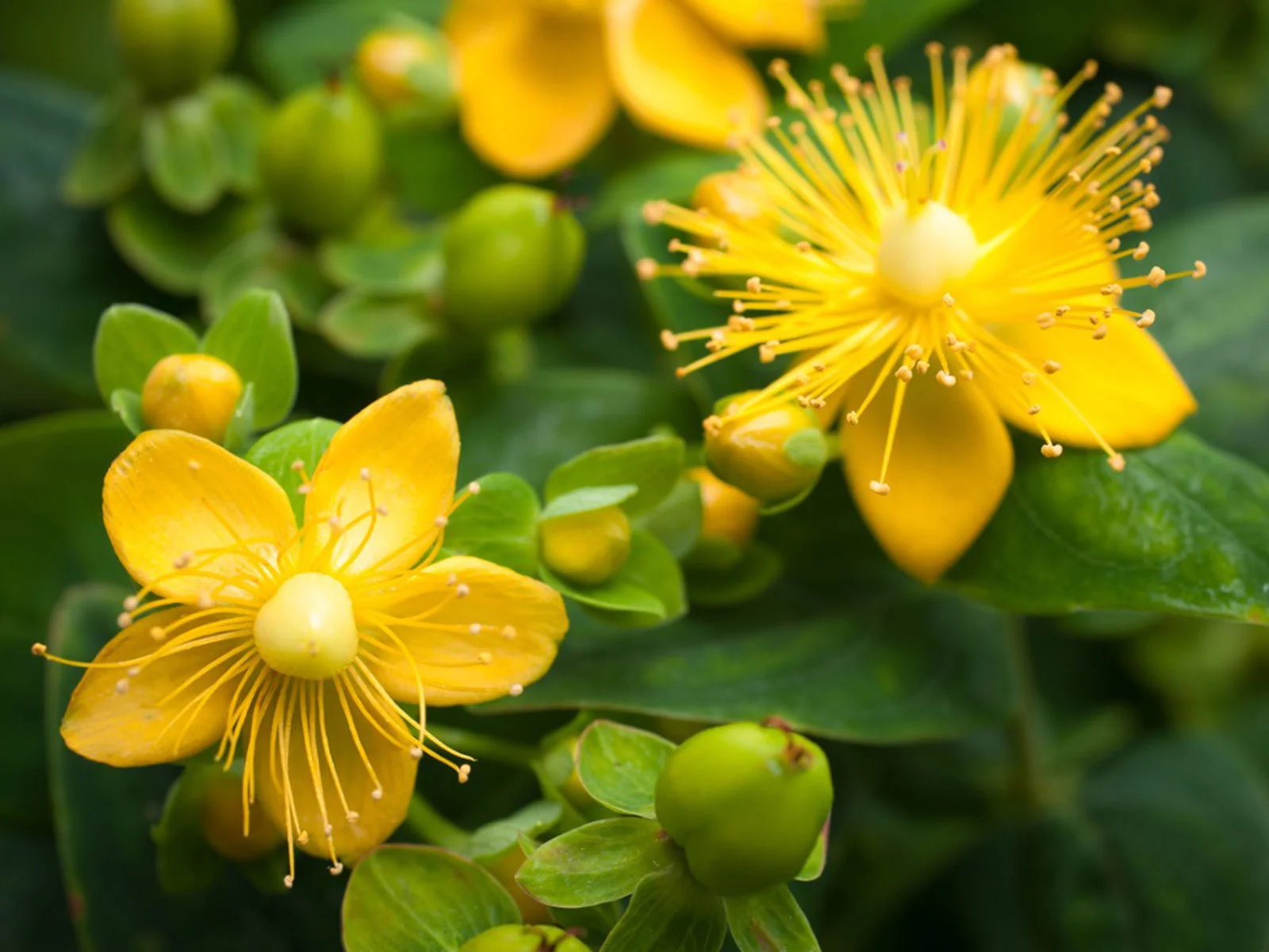 You are currently viewing 100 uses of st john’s wort